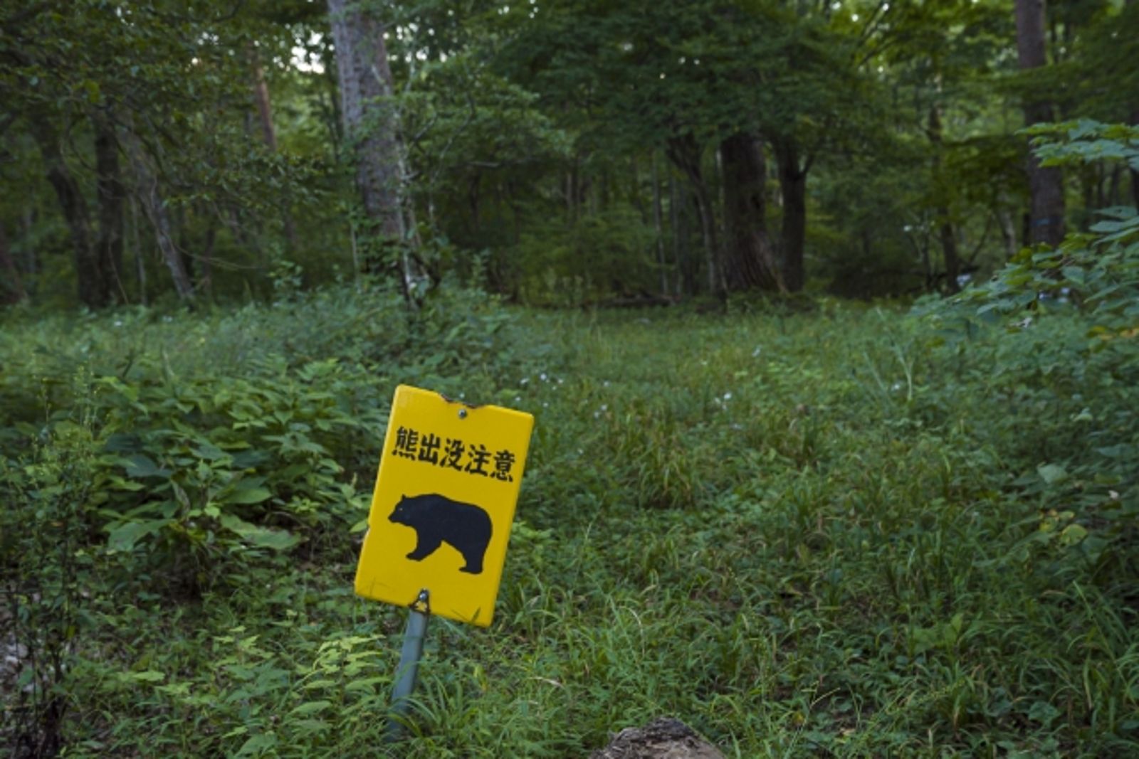 22歲孕婦遭黑熊襲擊！靠「裝死」逃過一劫　專家：1情況反要發動攻擊
