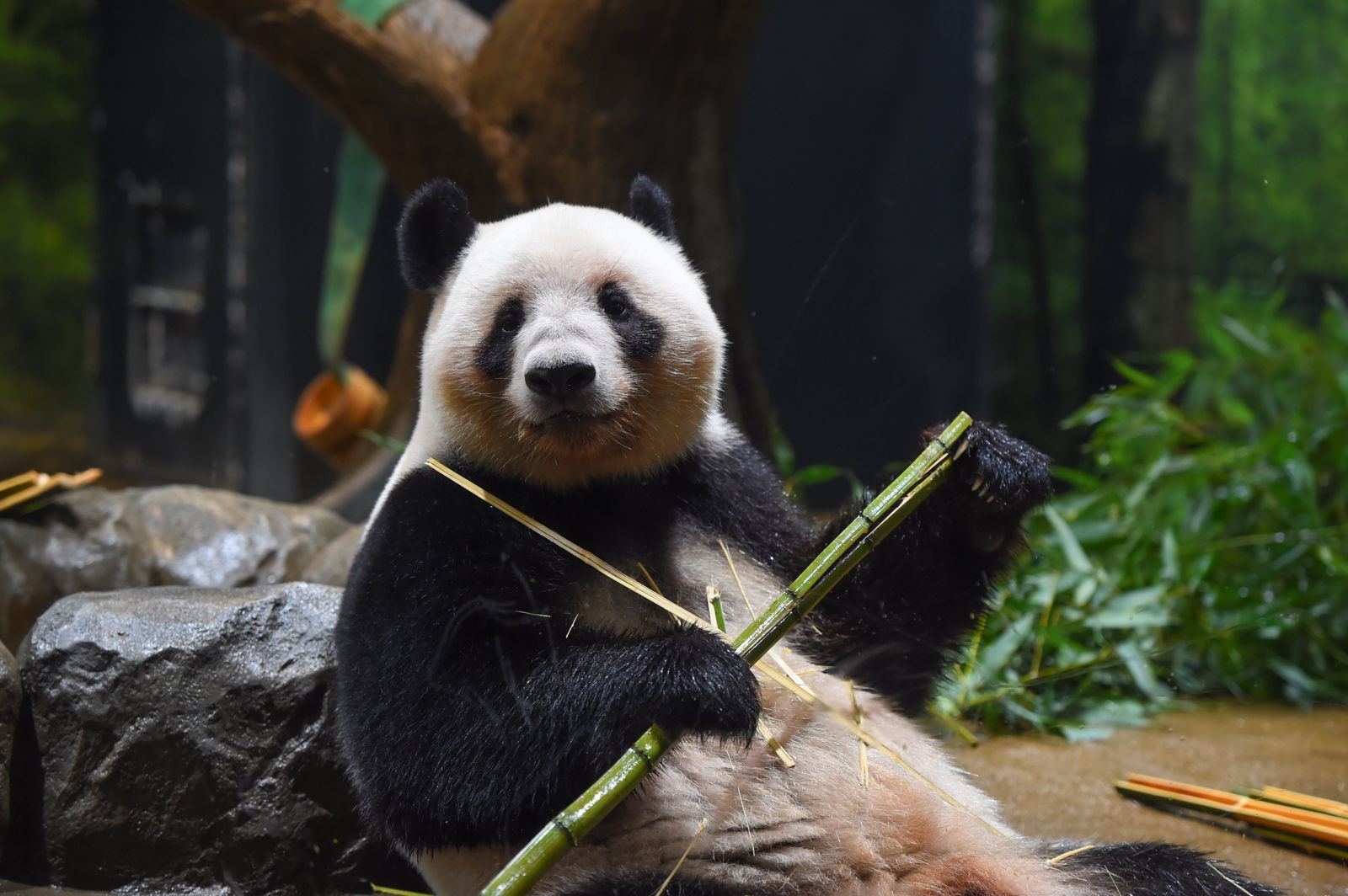 日本快要沒熊貓了！上野動物園1月歸還2隻　日媒：「台灣有事」害的