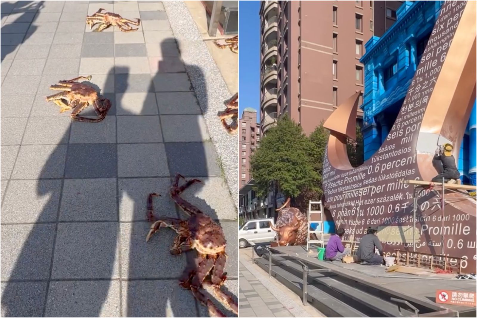 竹北驚現「香蟹大道」!10隻帝王蟹霸氣走台步民眾看傻 背後原因曝光