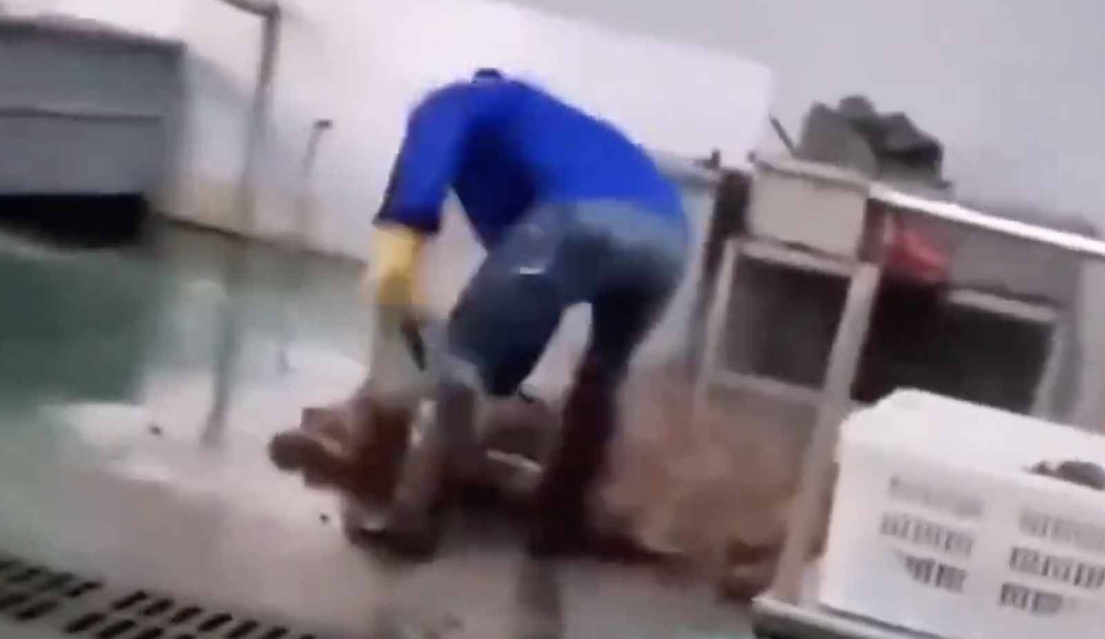 鹿哈帶貨的毛肚,遭踢爆生產工廠環境惡劣。圖/翻攝自微博