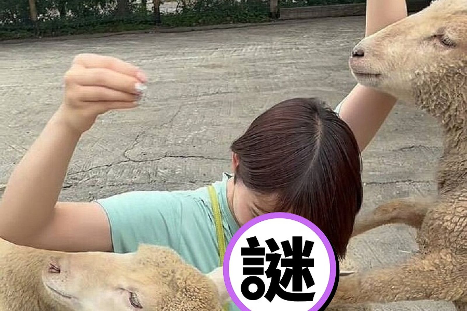 這隻羊真好色！對正妹狂聞　硬上襲胸一聲「咩」