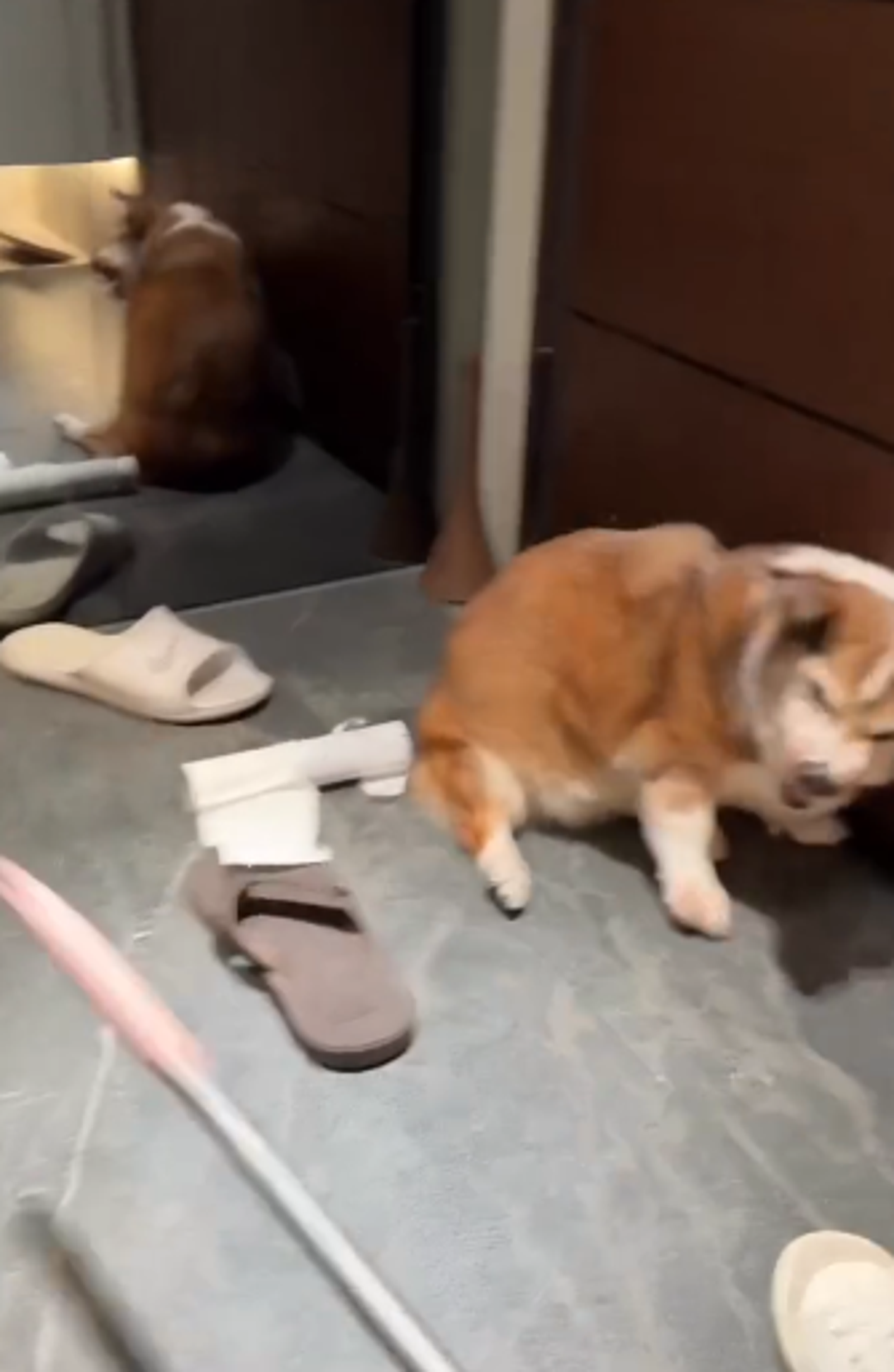 15歲老柯基犬遭虐待，飼主全程錄下PO網。圖／翻攝自Threads