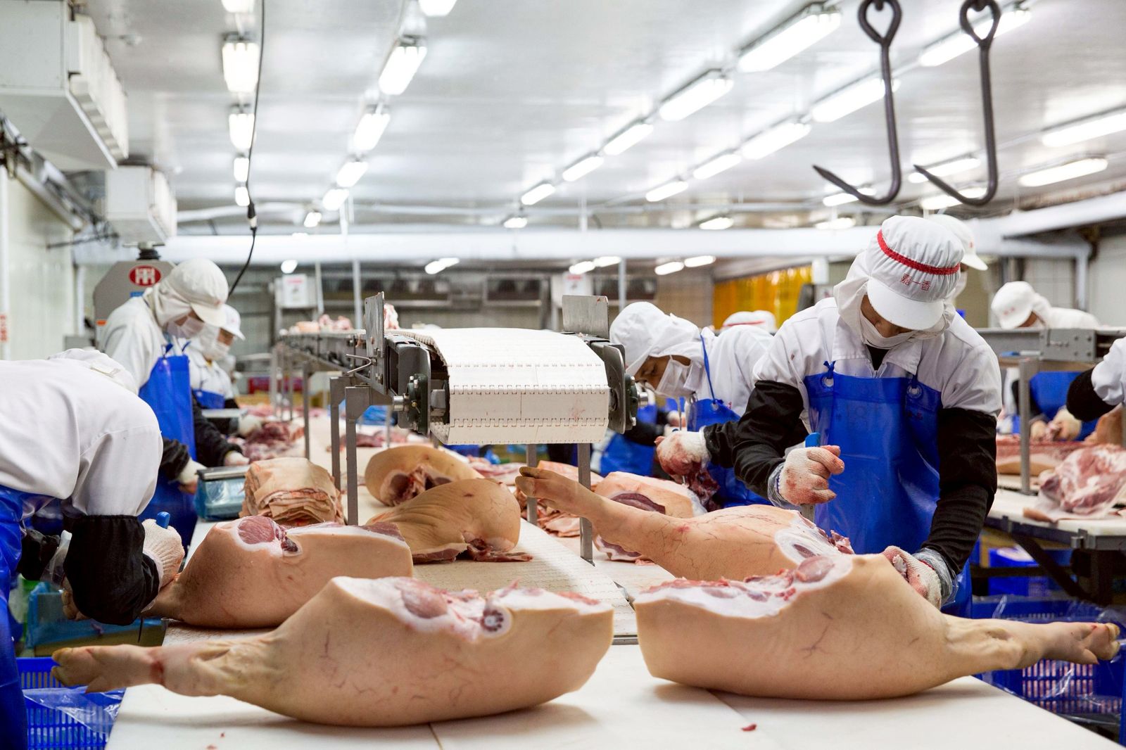 專家指出非洲豬瘟非人畜共通傳染疾病。圖／鏡週刊