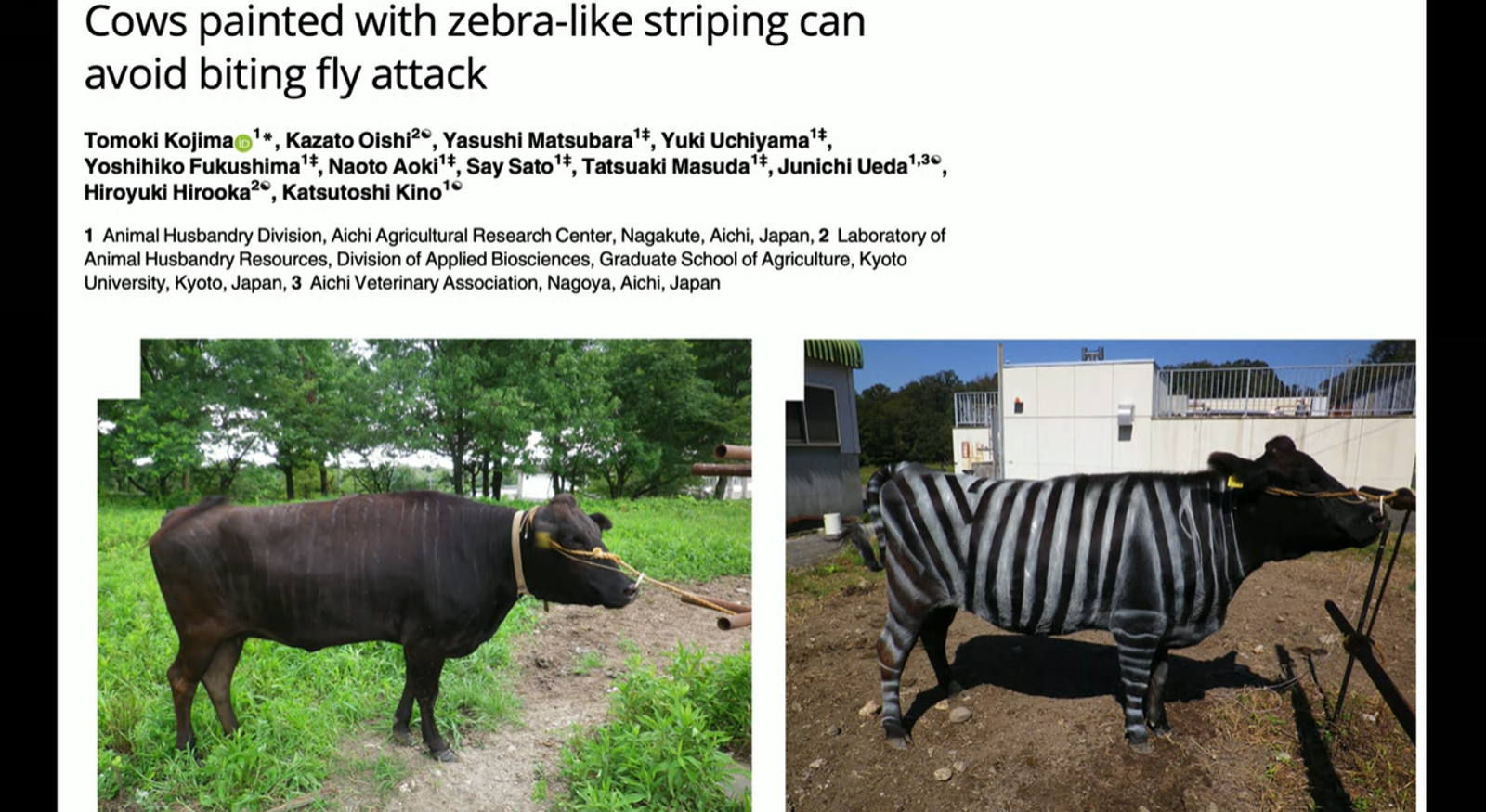 和牛變成「斑馬」,身上擁有黑白條紋後,被蒼蠅叮咬的次數確實顯著減少。圖/翻自搞笑諾貝爾YT