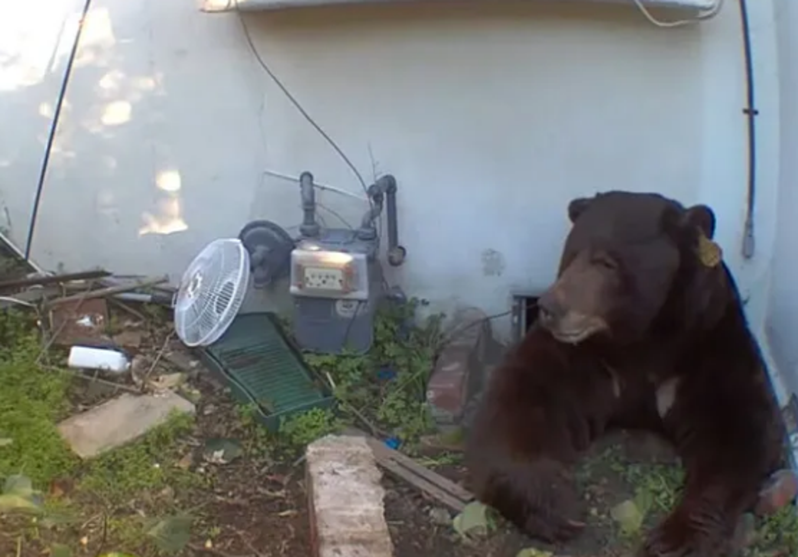 200公斤巨熊鑽進迷你地下室住一週 「熊房東」曝驚險瞬間