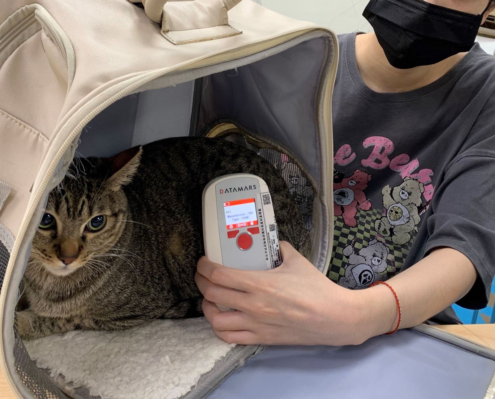 貓奴快看!元旦新規「家貓強制植入晶片」上路 違規重罰1.5萬元