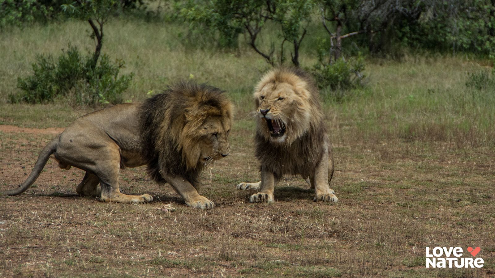《獅群的法則》紀錄兩位充滿魅力的雄獅兄弟如何共同領導獅群。杰德影音提供