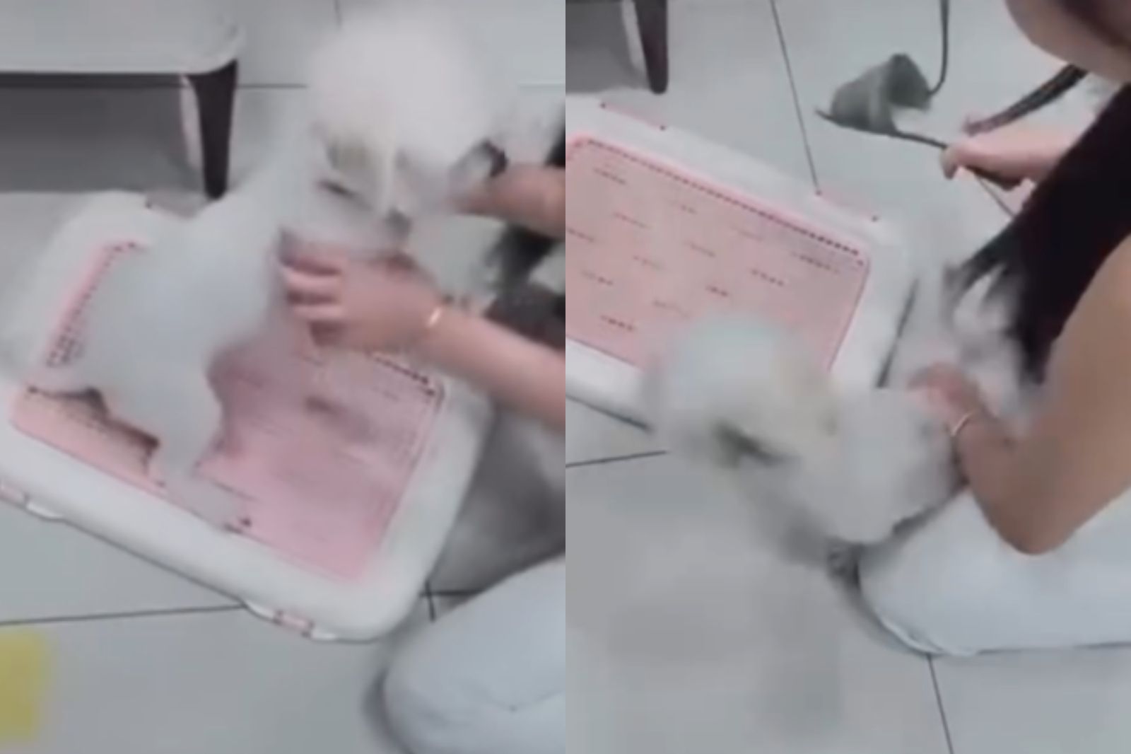 1.3萬網美因「這件事」拿拖鞋瘋狂虐狗！遭網友砲轟竟嗆：牠還很活潑