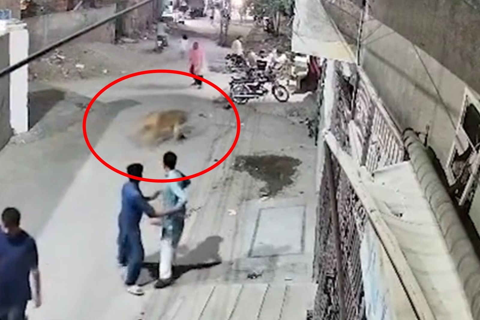 獅子逃竄到馬路上。圖／X