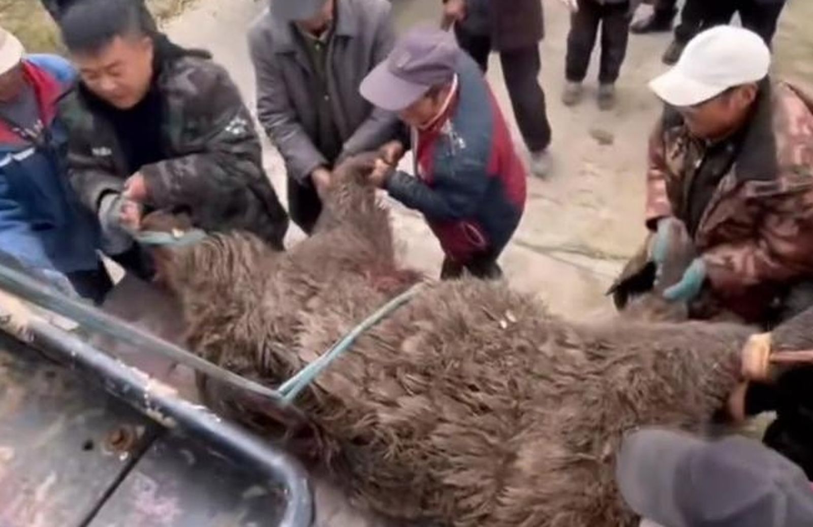 圍捕大野豬！4隻獵犬犧牲　今年已慘死33隻獵犬