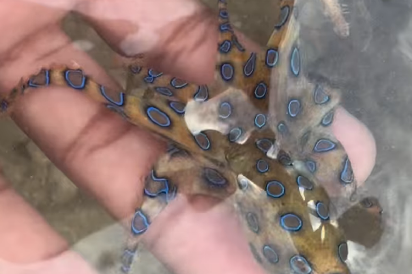 他徒手抓起「藍色小章魚」！竟是劇毒物種可殺26人　網友驚：還活著嗎
