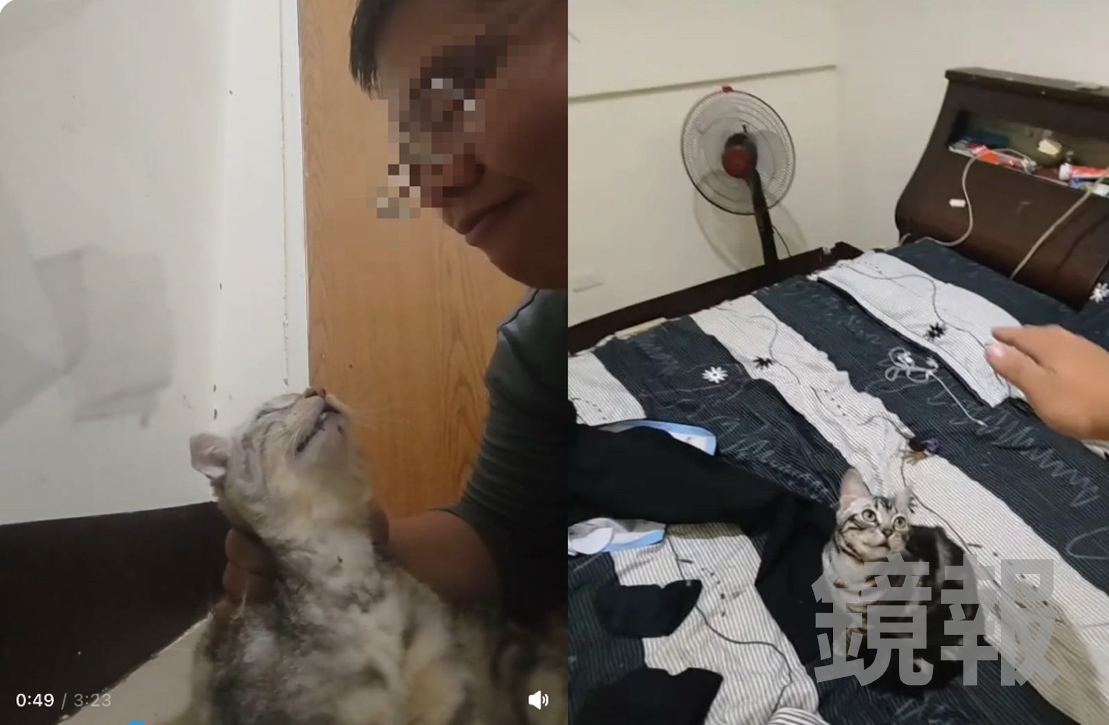 軍人買貓4個月竟拎頸撞牆凌虐　見貓痛苦抽搐還自拍影片分享這下慘了