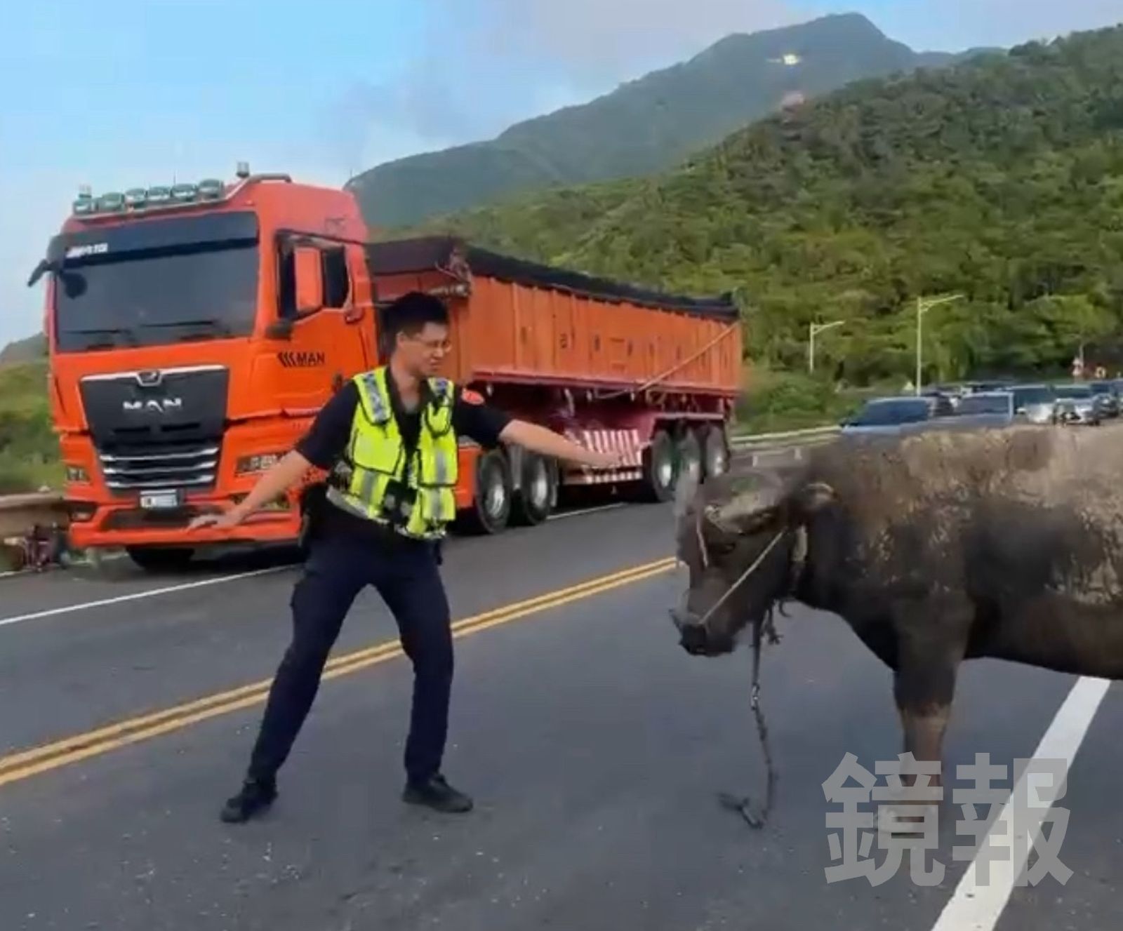 影/太牛了!貢寮水牛連假逛大街癱瘓交通 車上乘客驚呼「好可怕!」