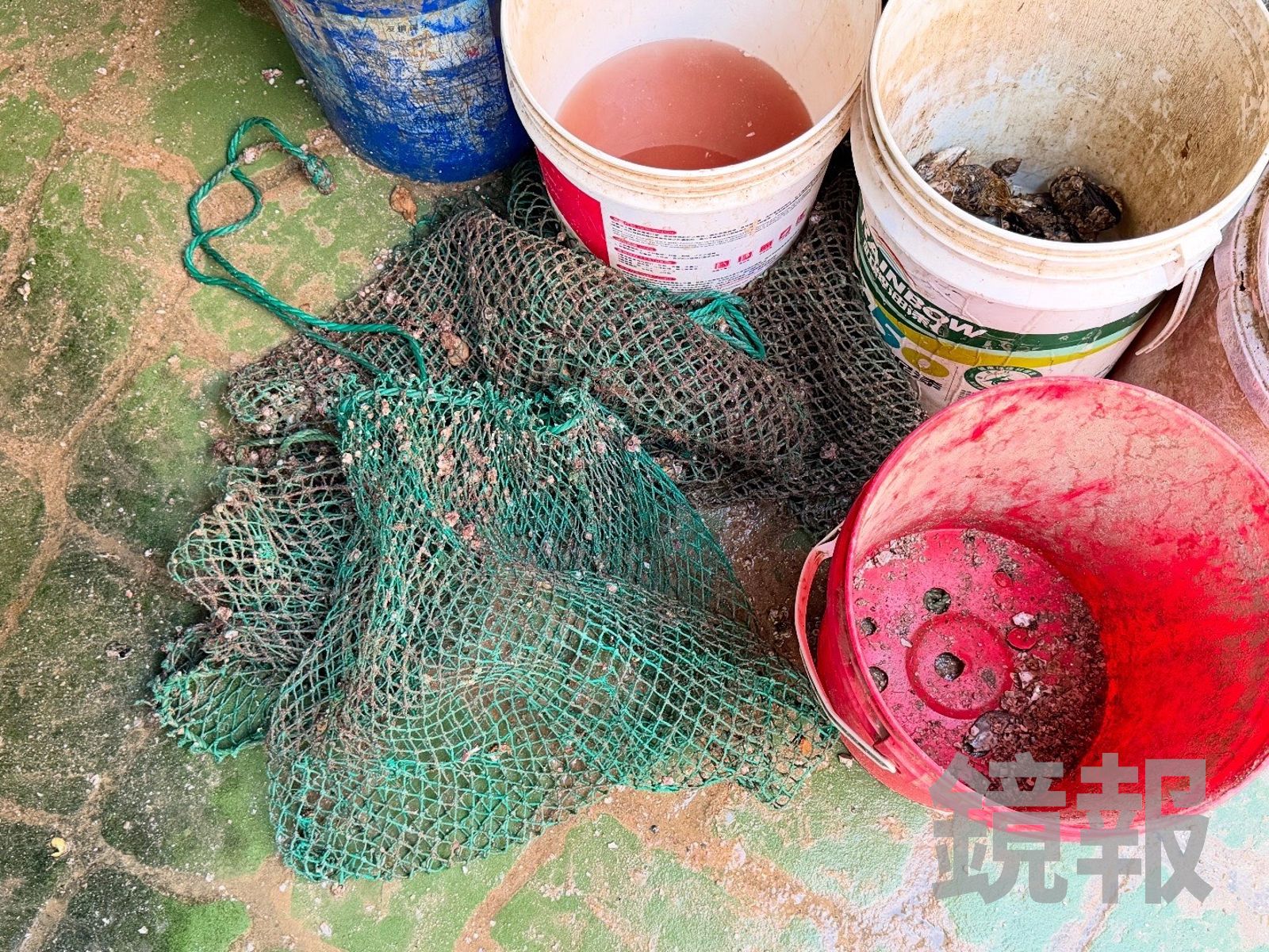 馬祖淡菜的養殖方式,是把幼苗裝網,懸掛在海上浮球的下面。