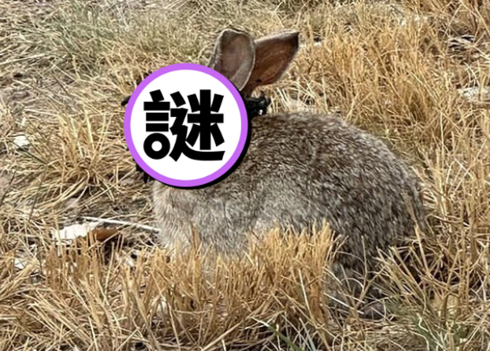 不是電影場景!美國「異形兔」臉部長滿黑色觸角 專家警告:千萬別碰