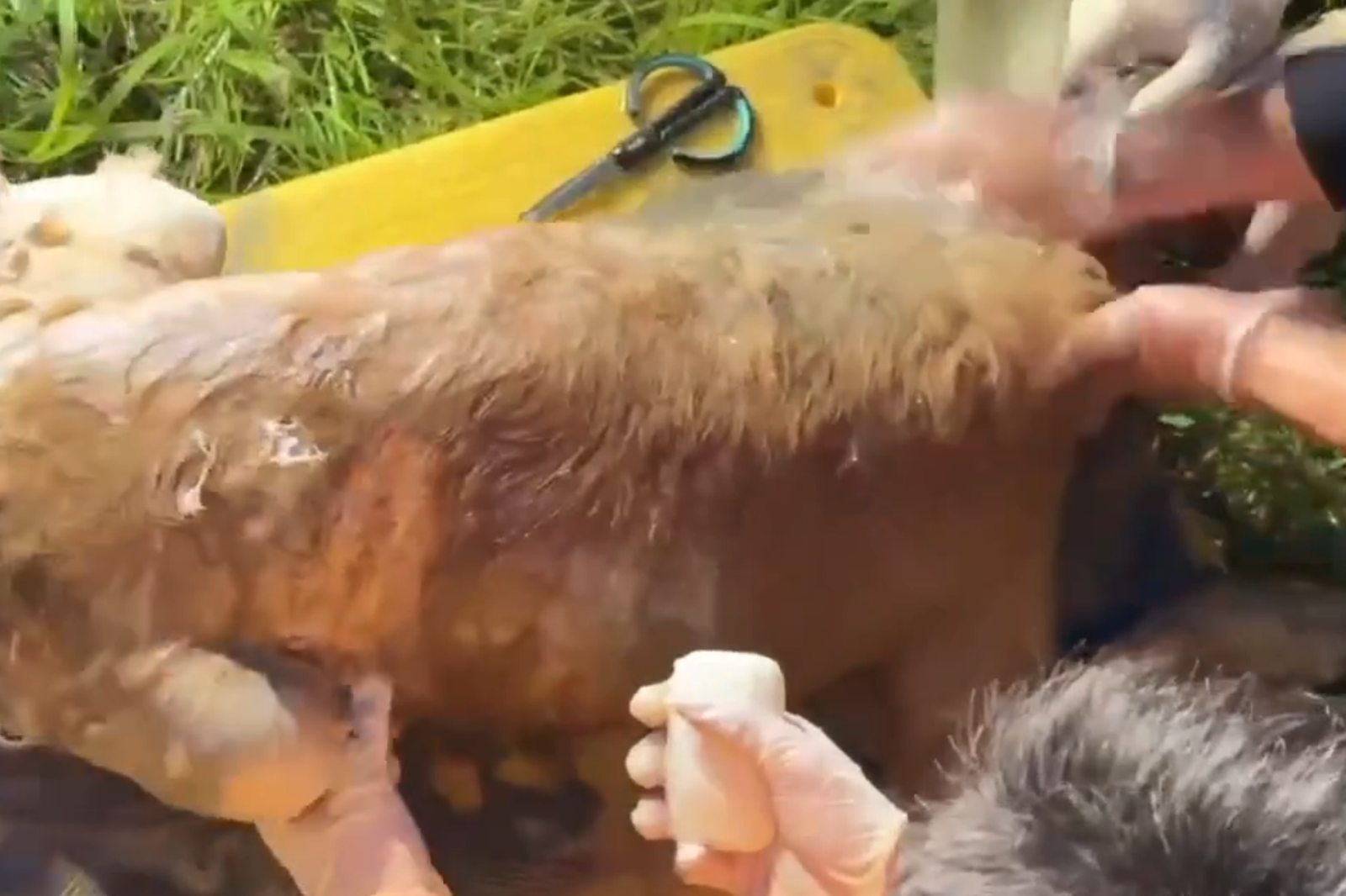 犬隻洗淨後變回金黃色。圖／高雄市政府