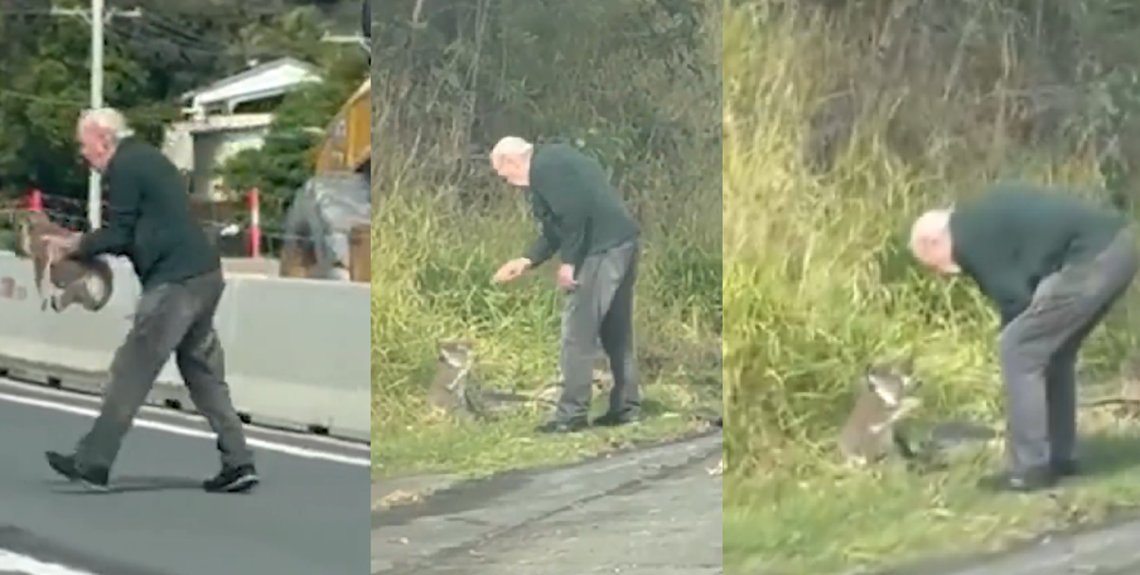 8旬老翁馬路救起無尾熊　下秒像教訓孫子「唸一頓」說叫內容曝