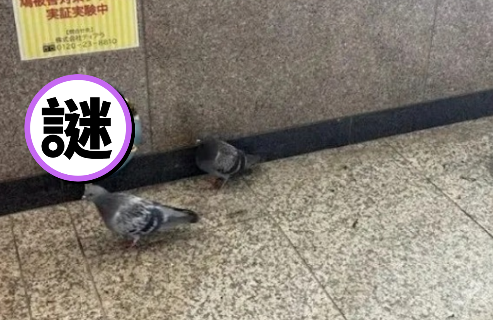 東京新宿車站派「2天敵」驅趕鴿子! 民眾目擊真實一幕笑了