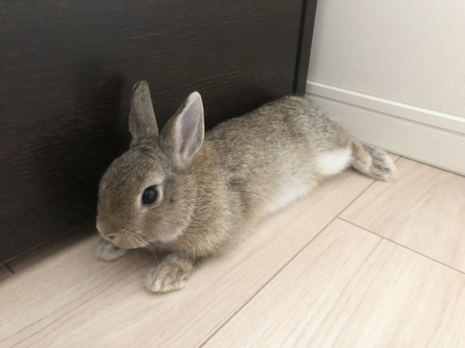 兔子身上可能會有真菌，務必定時帶到獸醫院檢查。示意圖／photoac