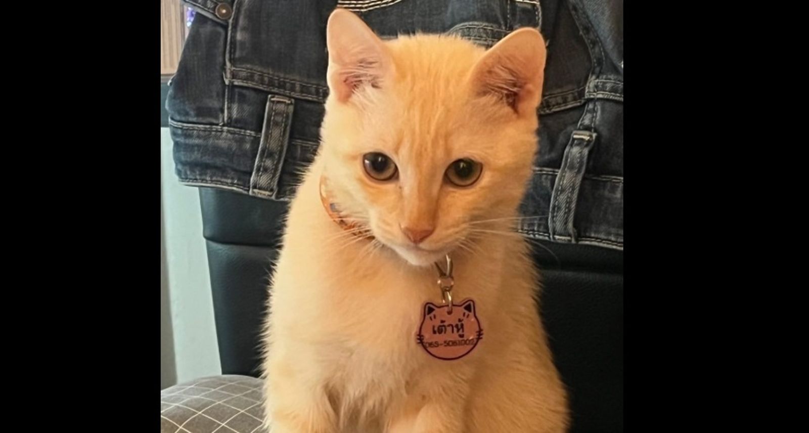 5個月大愛貓失蹤再見已成烤肉　他笑著端出烤架討要200元贖回