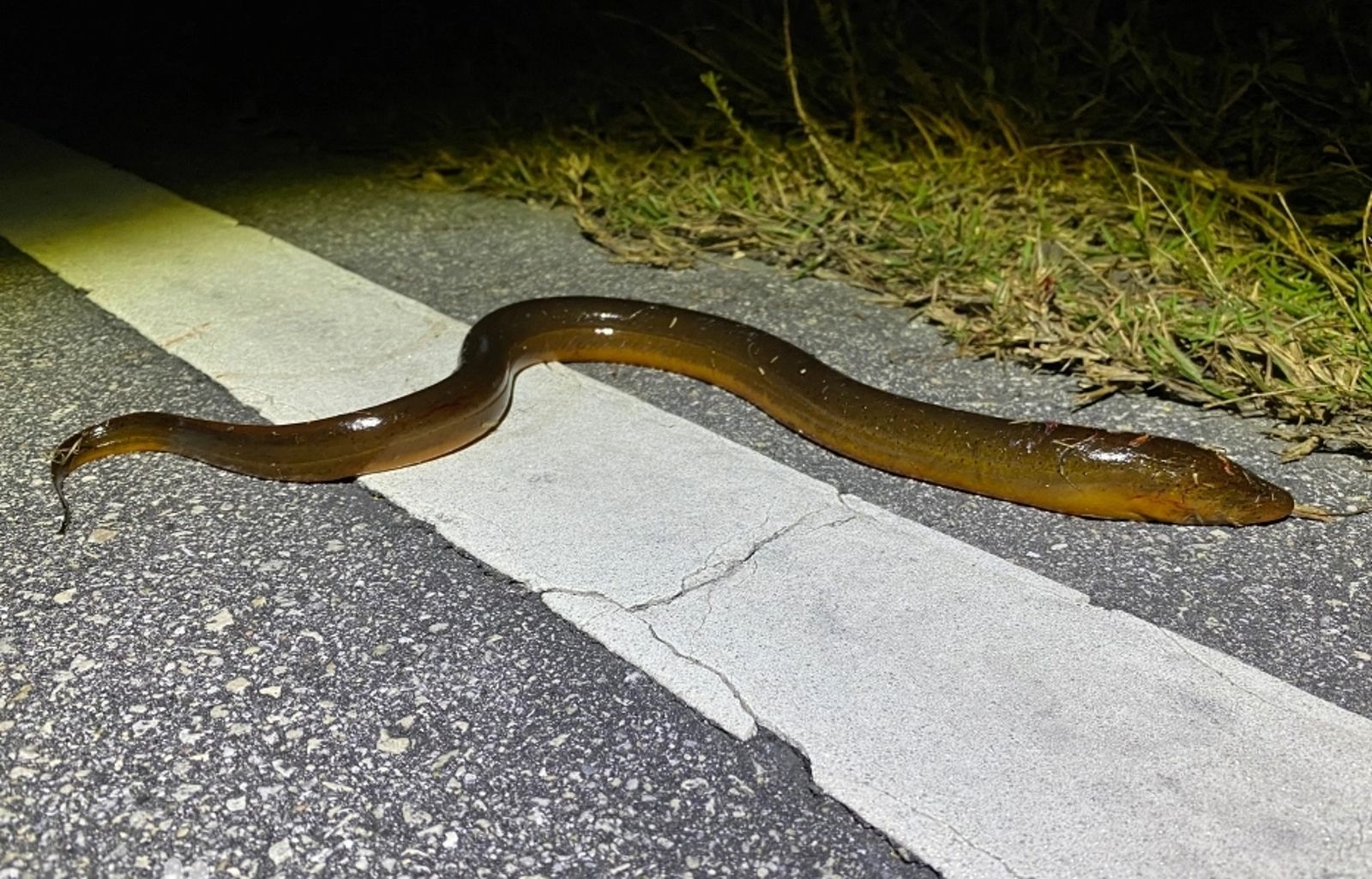 30公分黃鱔從屁股鑽入體內！中年男「肚子硬得像木板」險喪命…網傻眼：怎麼進去的？