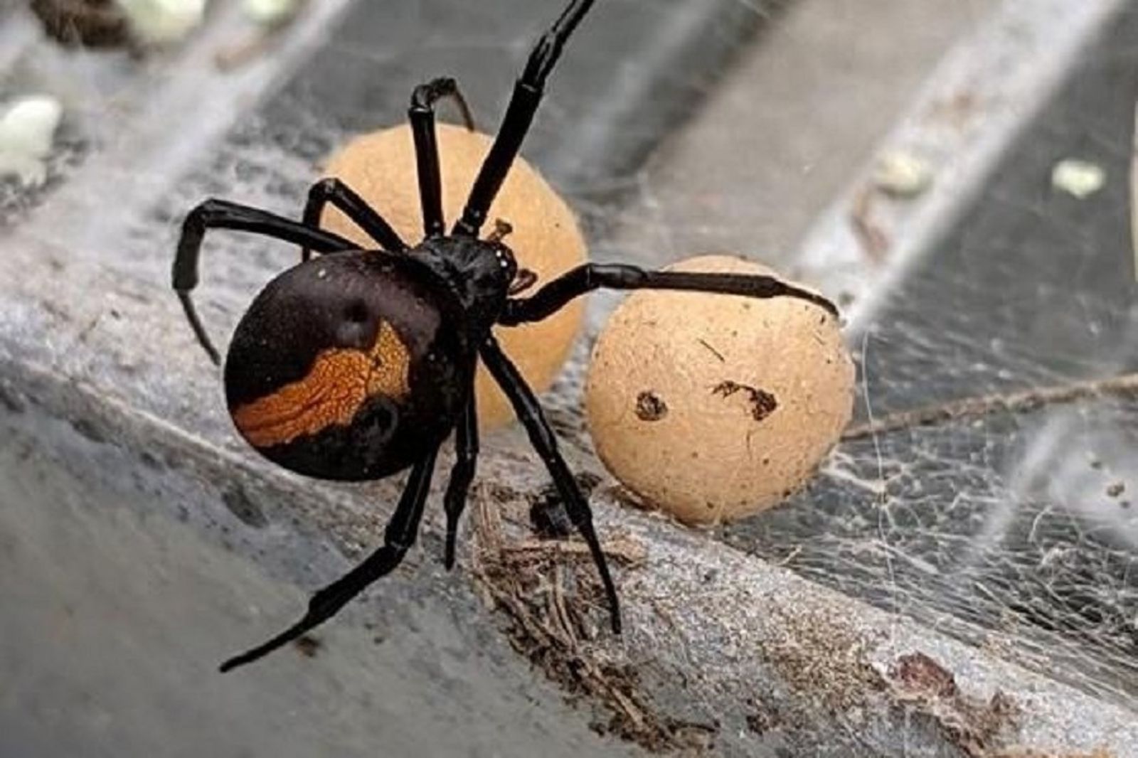 不只大蟑螂攻陷東京　「超毒蜘蛛」入侵大阪！出沒世博會場