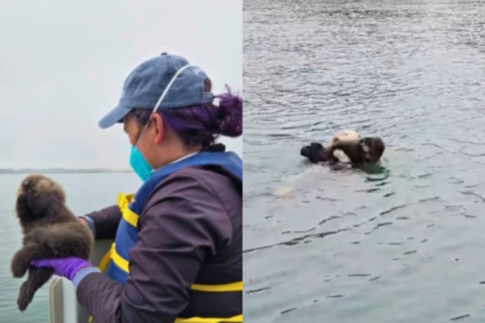剛出生小海獺走失!救援人員「四處廣播」找媽媽 超感人重逢畫面曝光