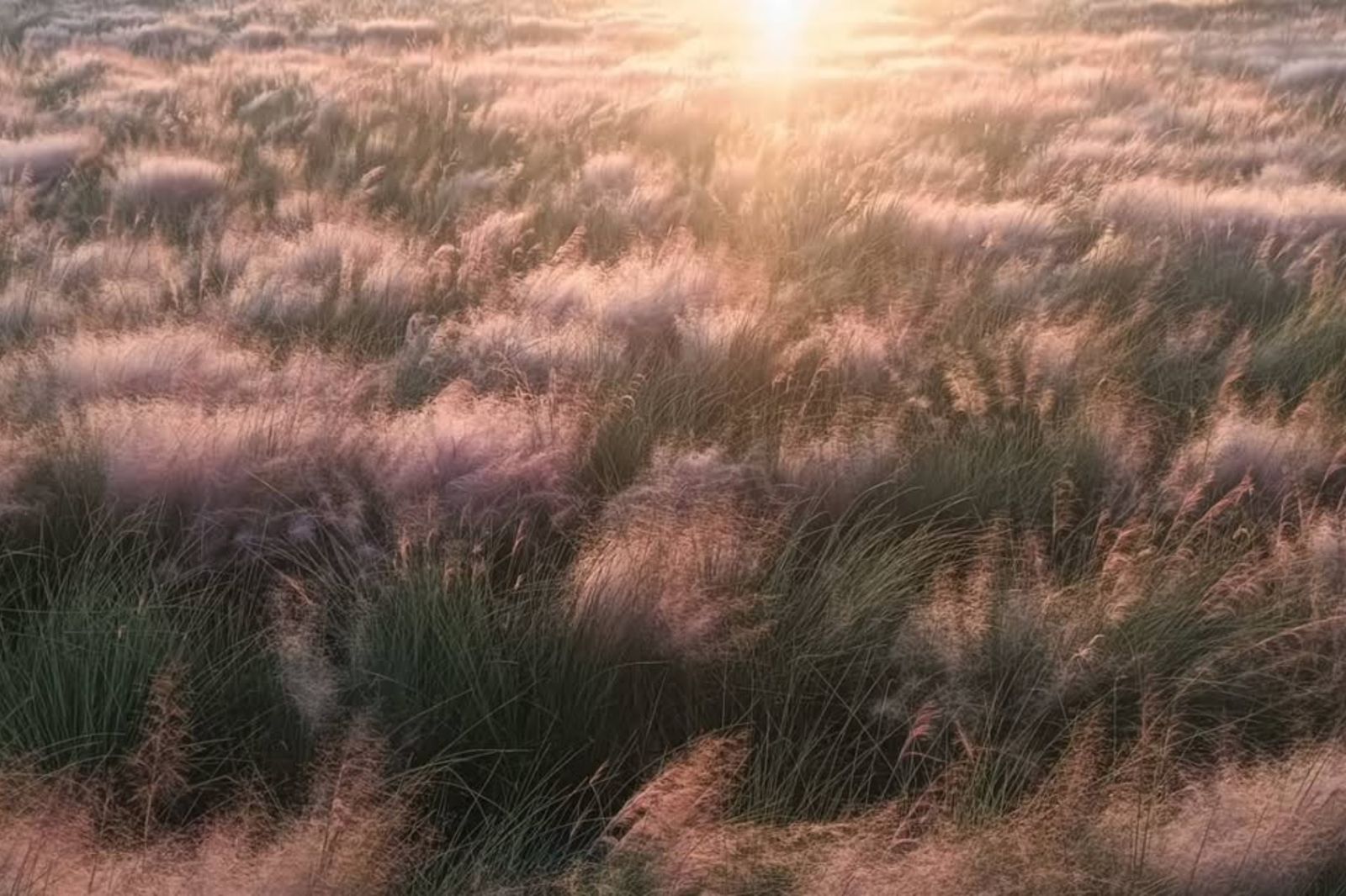 苗栗粉紅花海爆紅成打卡熱點!農業部點名「下令查處移除」:未曾核准