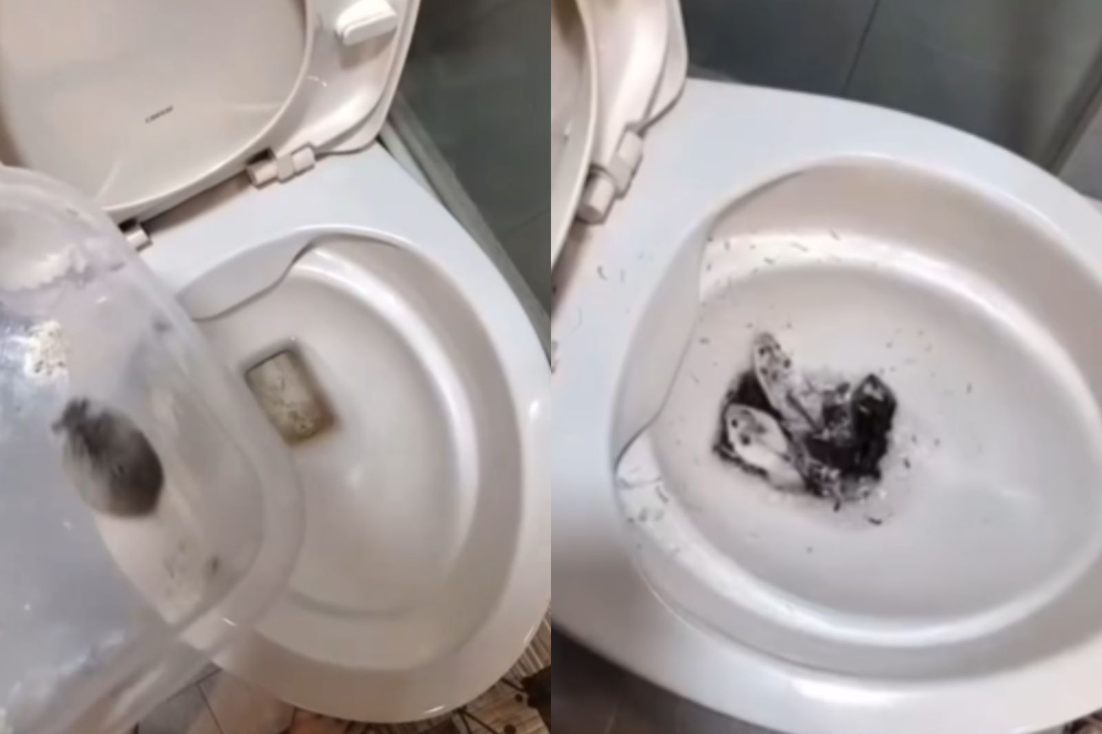 惡女把10隻倉鼠丟馬桶沖掉還「報數炫耀」　網友氣炸：揪出來罰死她