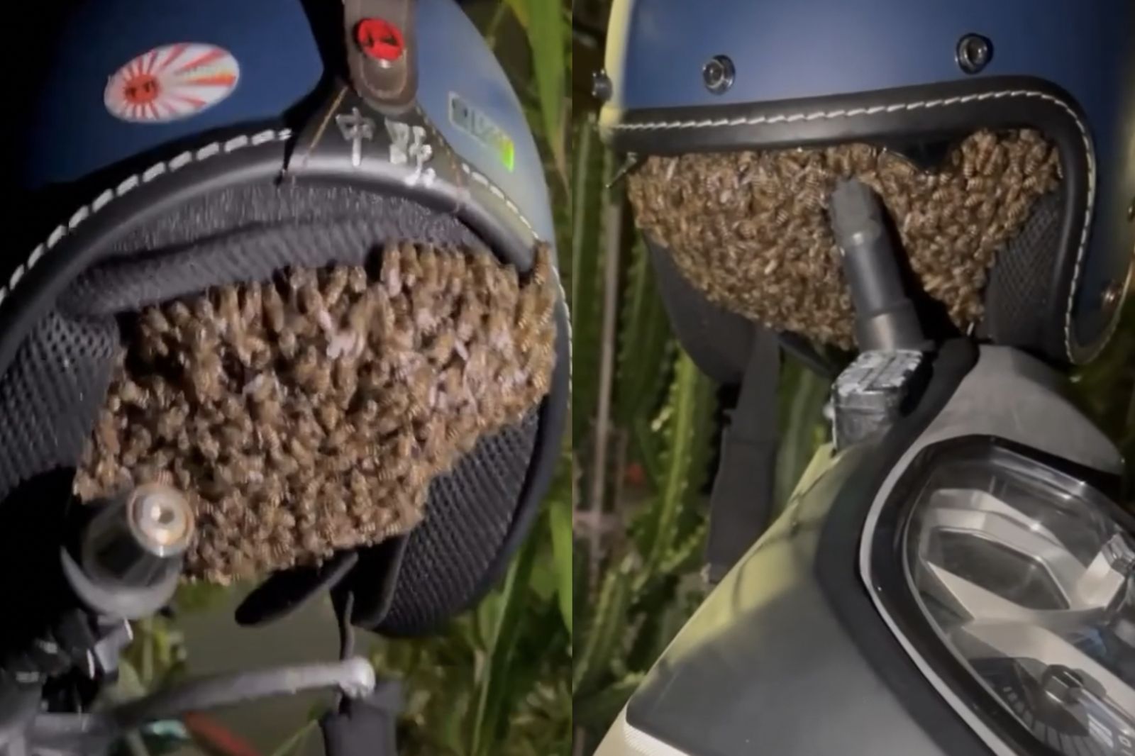 她戴安全帽伸手「摸到毛絨絨」崩潰　開燈驚見千隻蜜蜂「女王蜂入住」