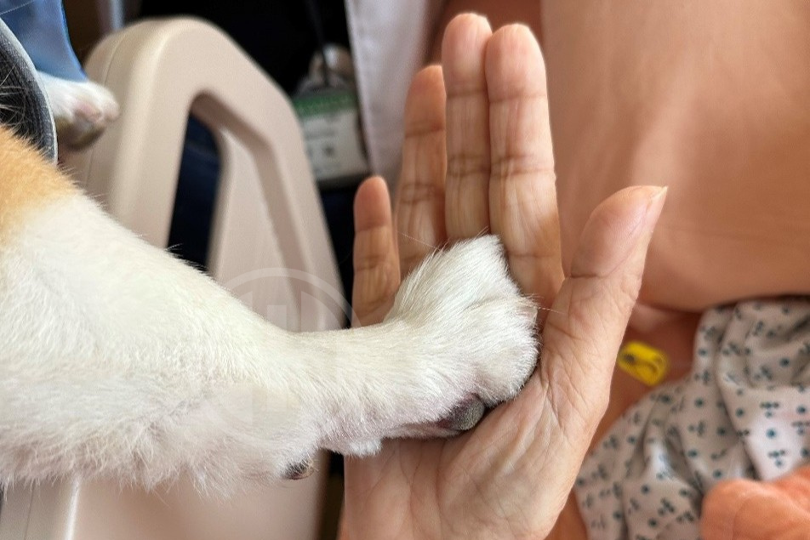 精神科不靠藥改開「綠色處方箋」！種花、陪狗玩助長者走出焦慮