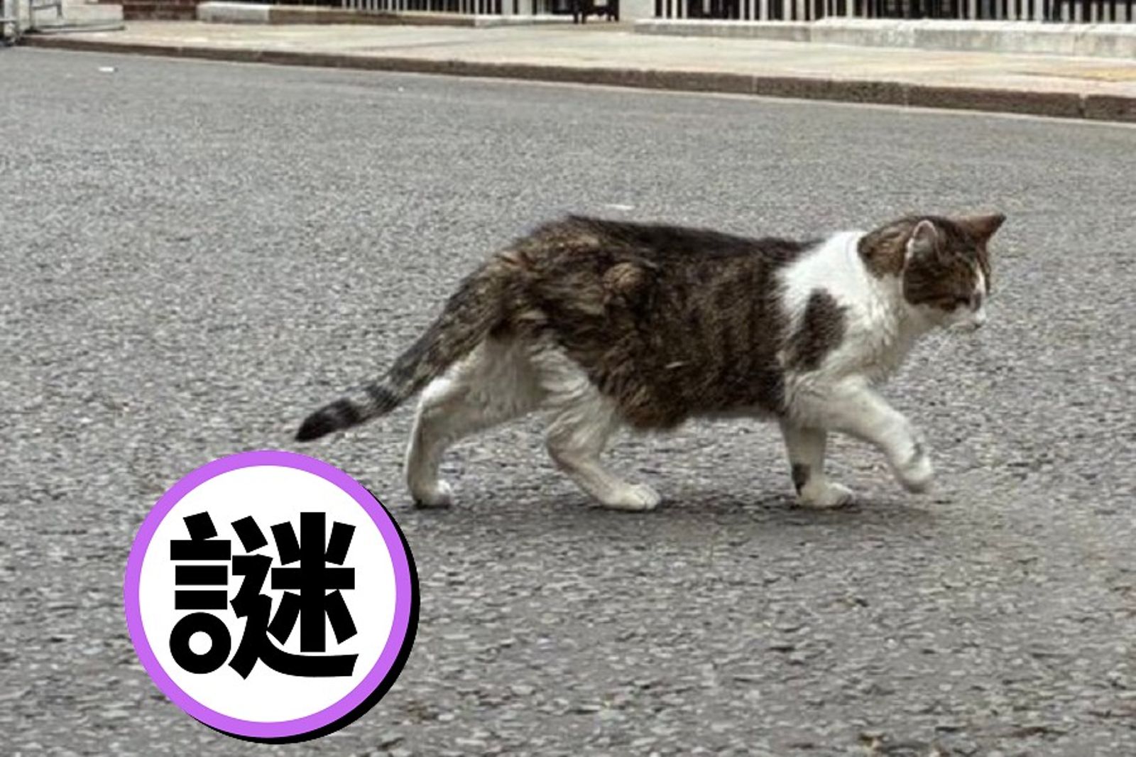 賴瑞貓不讓鼠萬安!新首相上任即「秀政績」 現抓死老鼠開記者會
