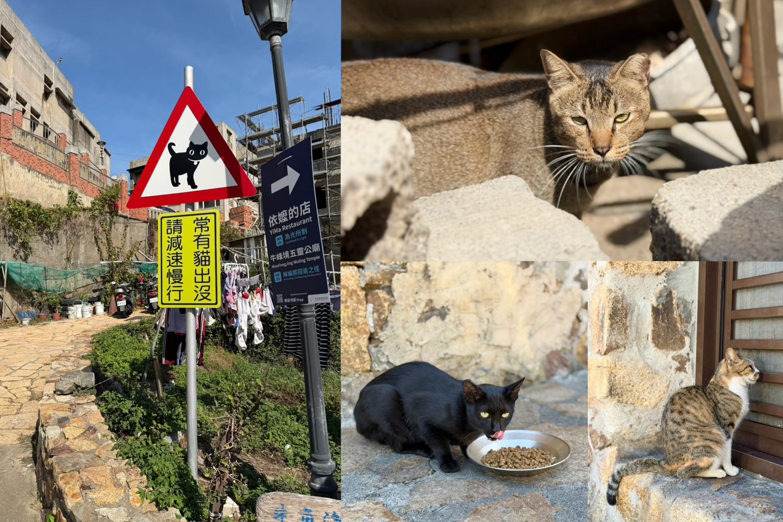 正男報食事／貓多到要立警告牌！馬祖南竿「台版奧武島」成撸貓天堂