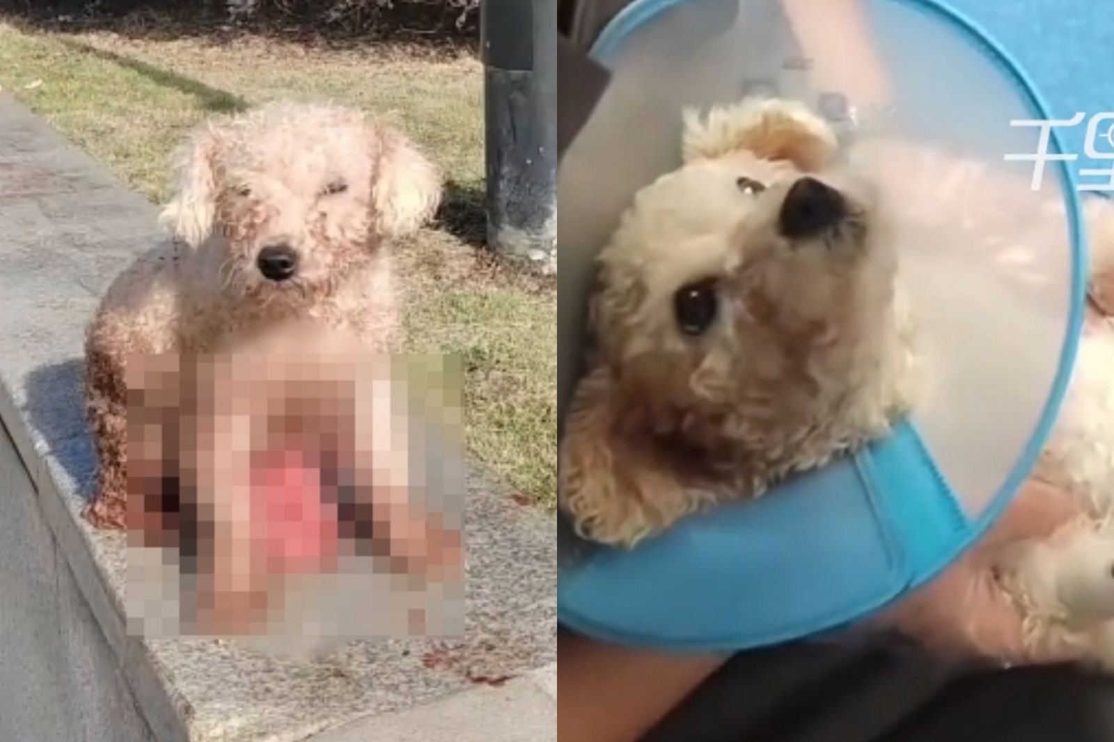 比熊犬難產!繁殖業者剖腹取崽「扔路邊等死」 腸子外露畫面曝光