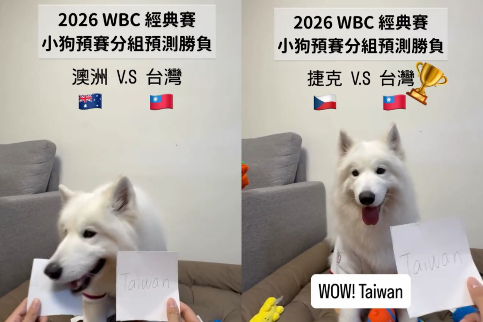 網紅薩摩耶預測WBC台灣隊賽況「2勝2敗」！全網承諾：贊助罐罐
