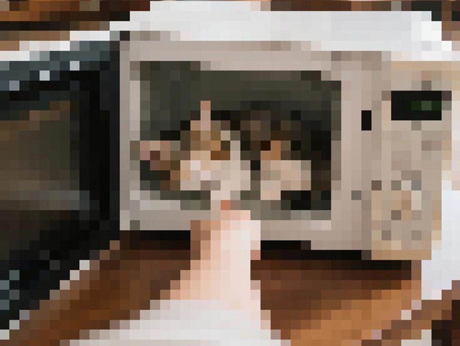 男炫耀微波爐處理貓「內臟熟了」…領養5貓全消失　動保處出手重罰