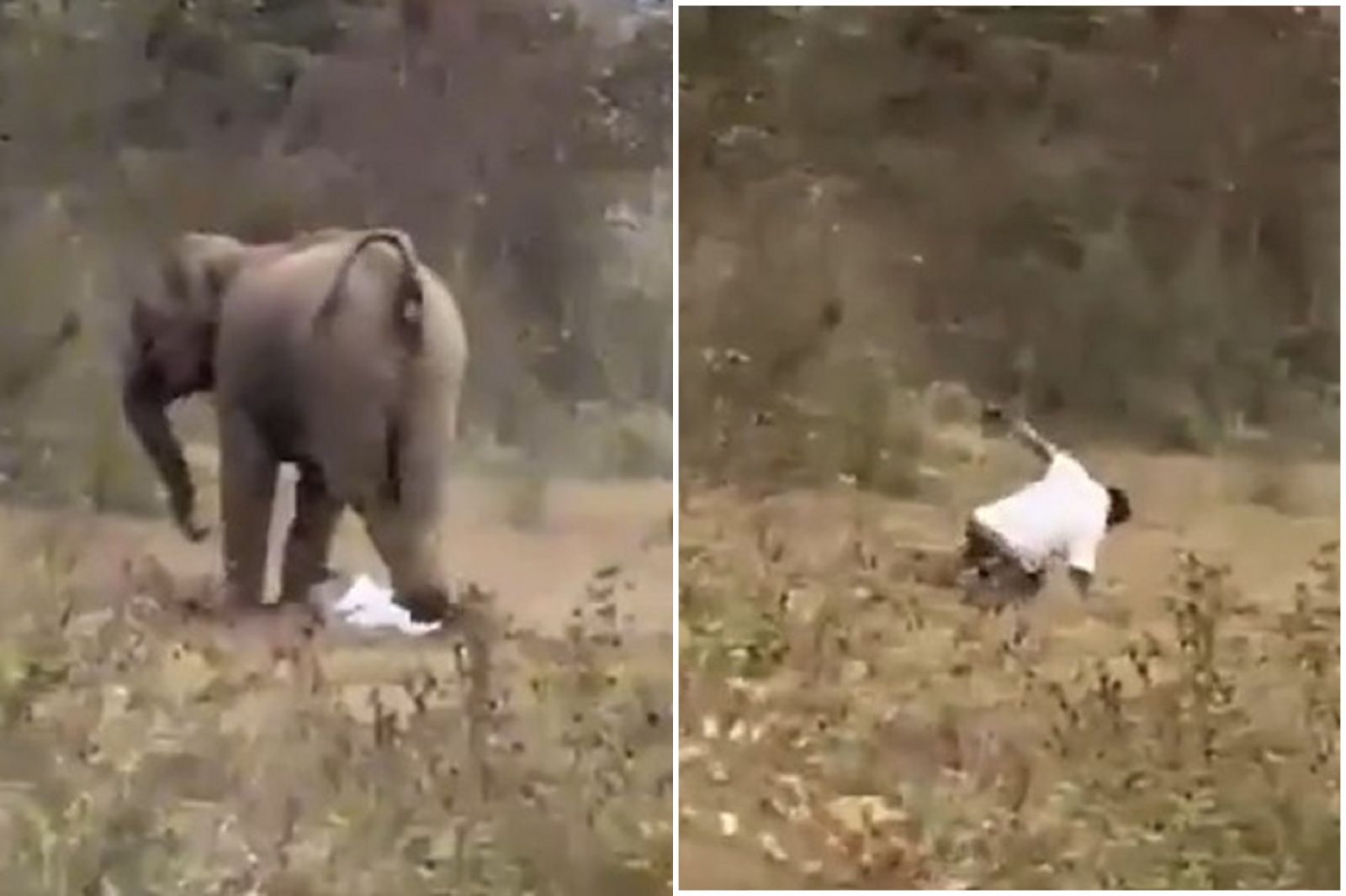 男騎車回家遇「8+9大象」慘遭活活踩踏　結局太狂了