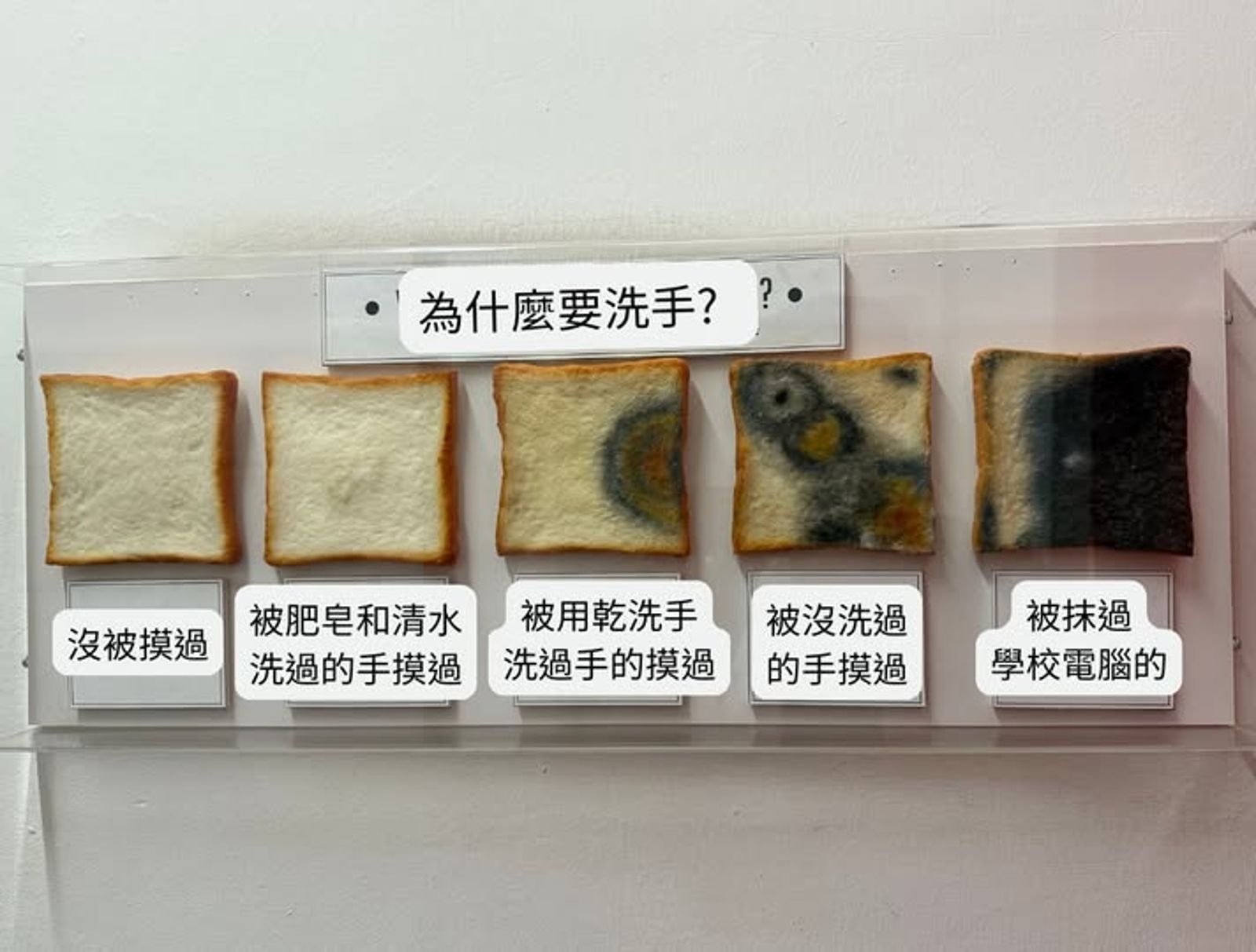 20250806醫師曝吐司實驗結果，長滿漆黑黴菌的吐司相當嚇人。圖／翻攝自「傑登醫師」粉專