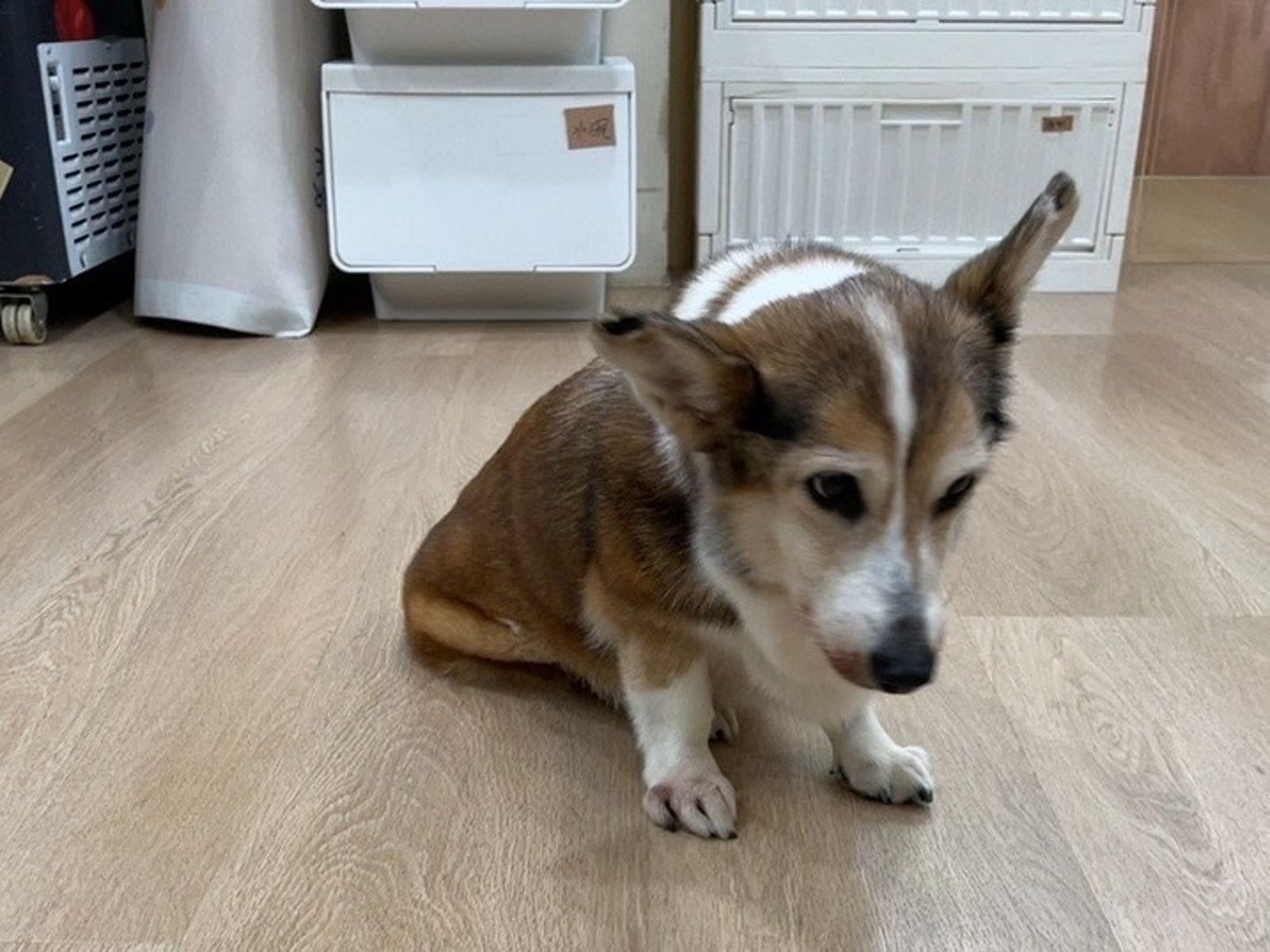 茶聚老闆虐打柯基到案喊「一時失控」 動保處最高開罰金額曝光