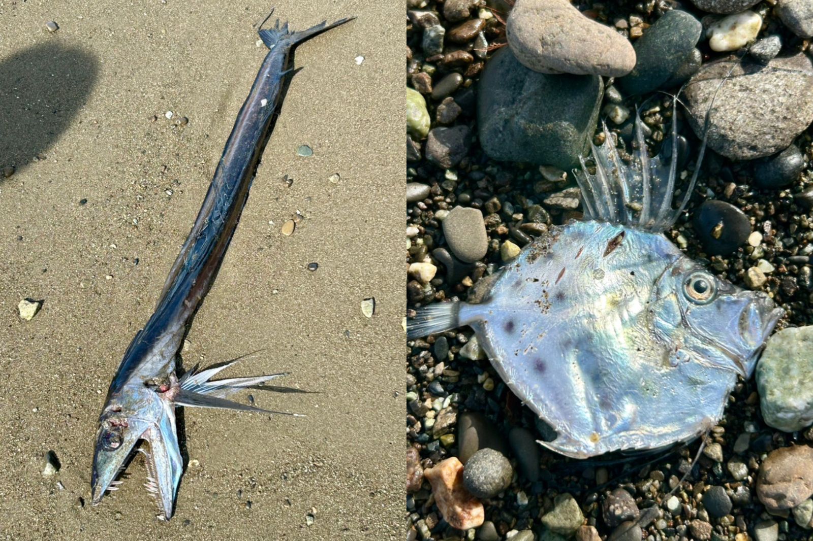 日本海灘驚見「尖嘴怪魚」擱淺!民眾憂大地震前兆...專家解釋了
