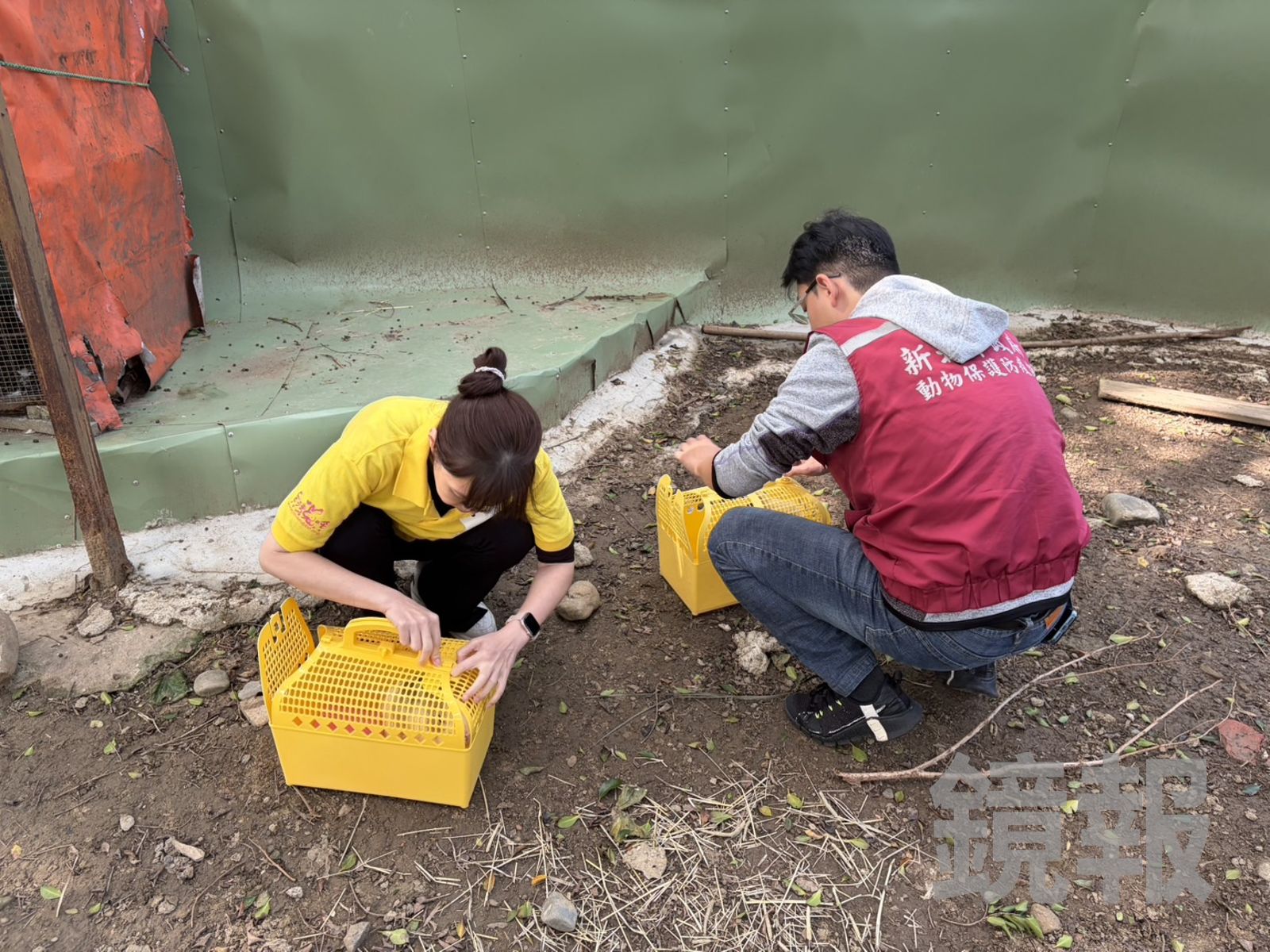 兔兔好可憐！八里「兔子餐廳」當噱頭吸客　疥癬染病又挨餓大量死亡