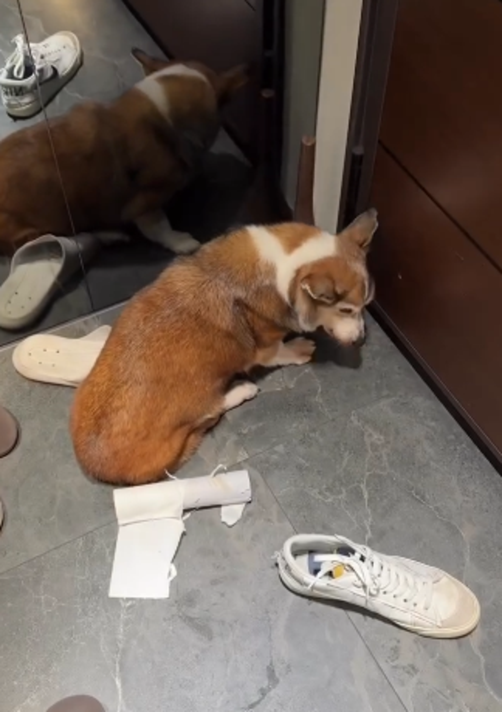 15歲老柯基犬遭虐待，飼主全程錄下PO網。圖／翻攝自Threads