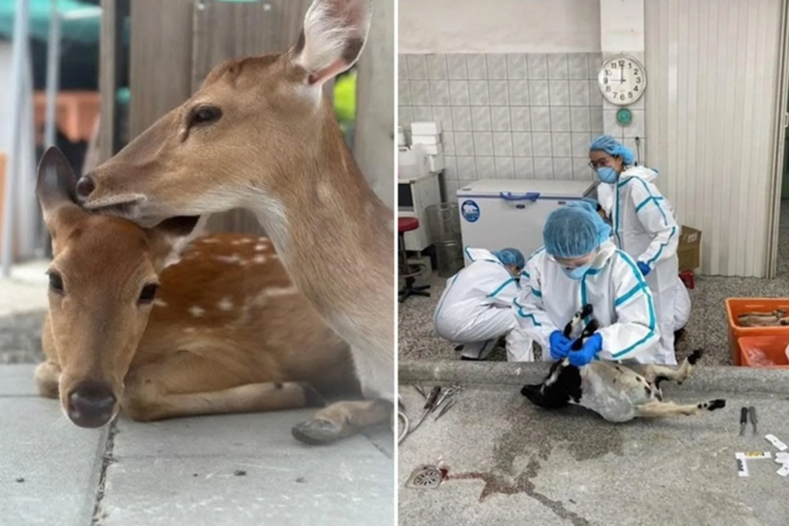 「張美阿嬤」么兒黑歷史2／涉掐死病獸、攔路搶客、壓榨員工