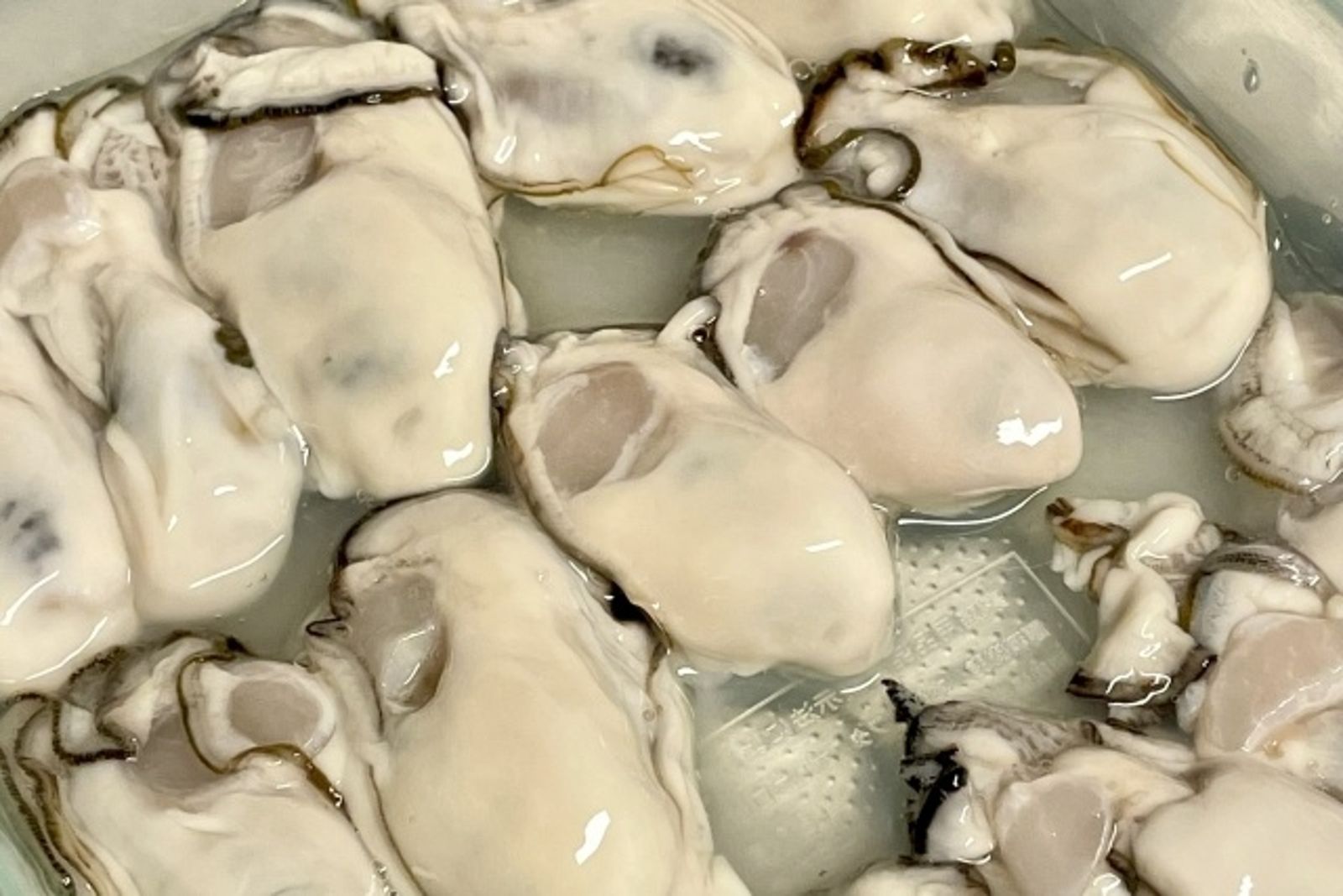 牡蠣曾是「窮人最划算的蛋白質來源」！2原因成餐桌奢侈食材
