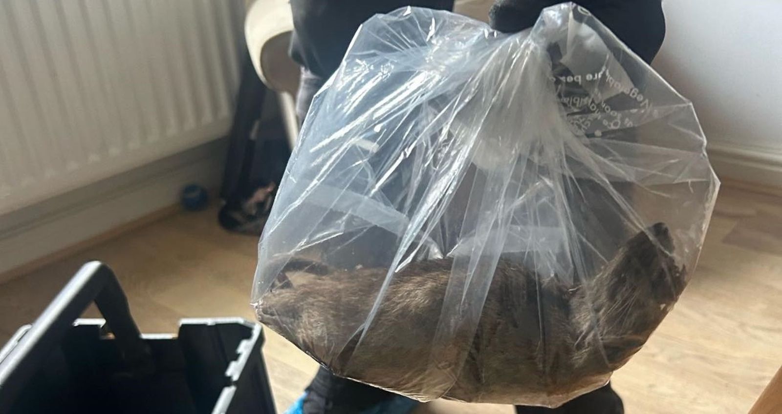 這不是卡皮巴拉！「56公分巨鼠」在民宅出現被逮　議員示警不是偶發