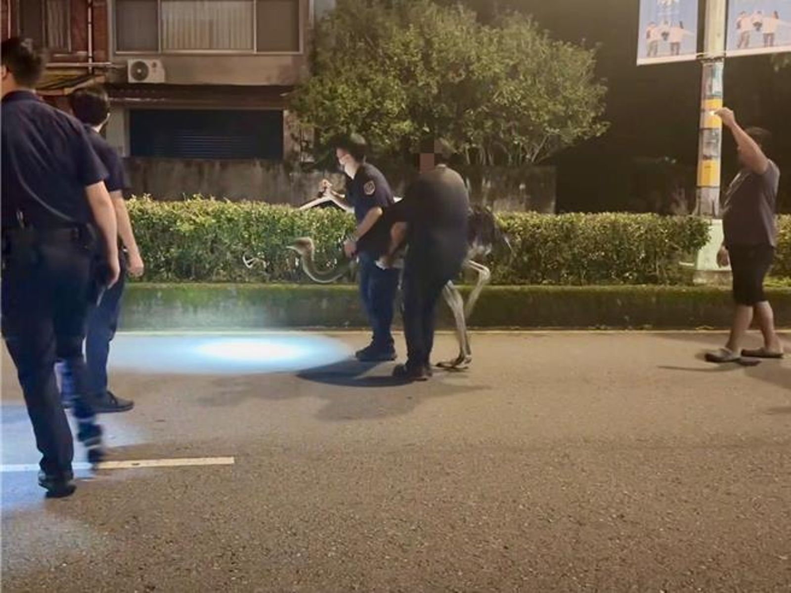 太荒謬!員警接報案「撞到鴕鳥」傻眼 到場後上演人鳥你追我跑..超展開結局曝