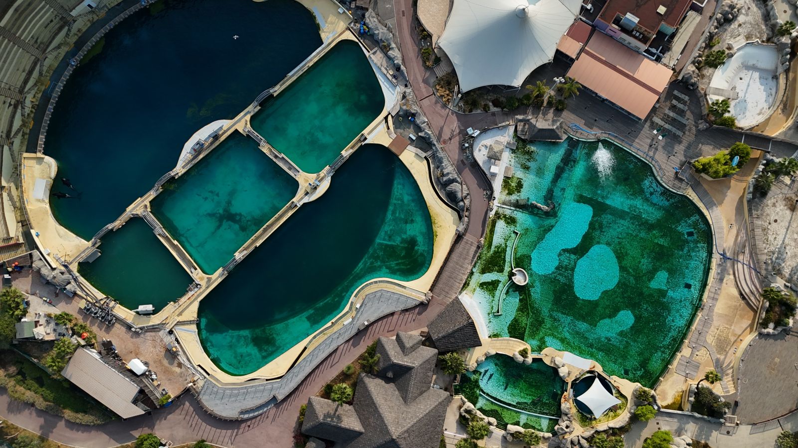 法國虎鯨、海豚困廢池!見無人機立刻「積極表演」 心碎畫面曝