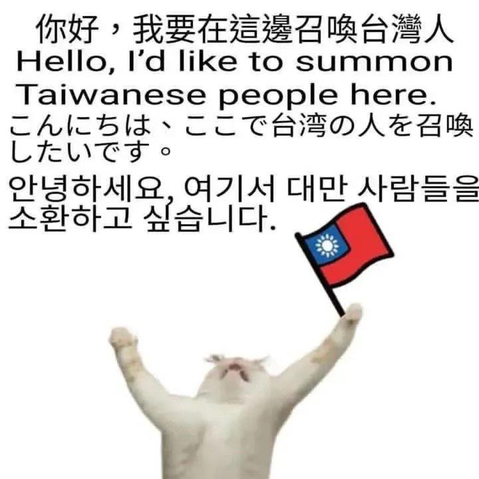 各式各樣來自台灣的貓咪圖攻佔外國帳號的Threads。圖/雷丘律師就決定是你了FB