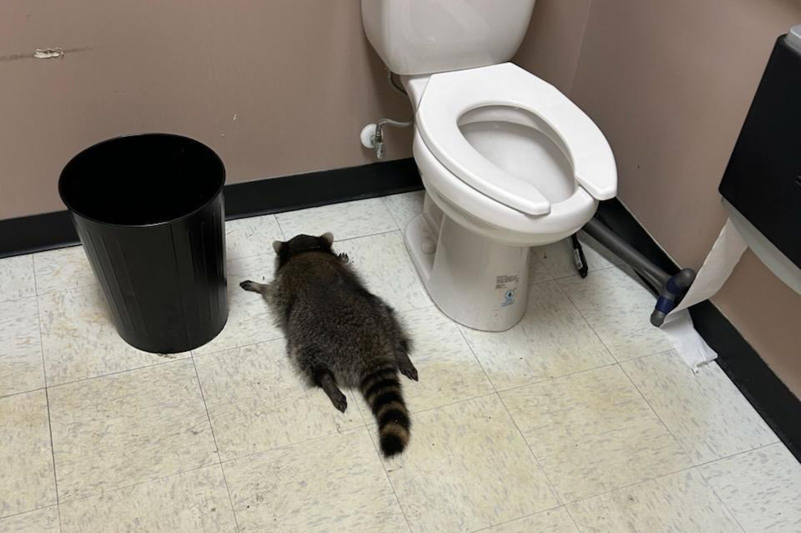 「犯醉」浣熊竟有前科！曾2度竊盜全身而退　黑歷史遭起底網友笑翻