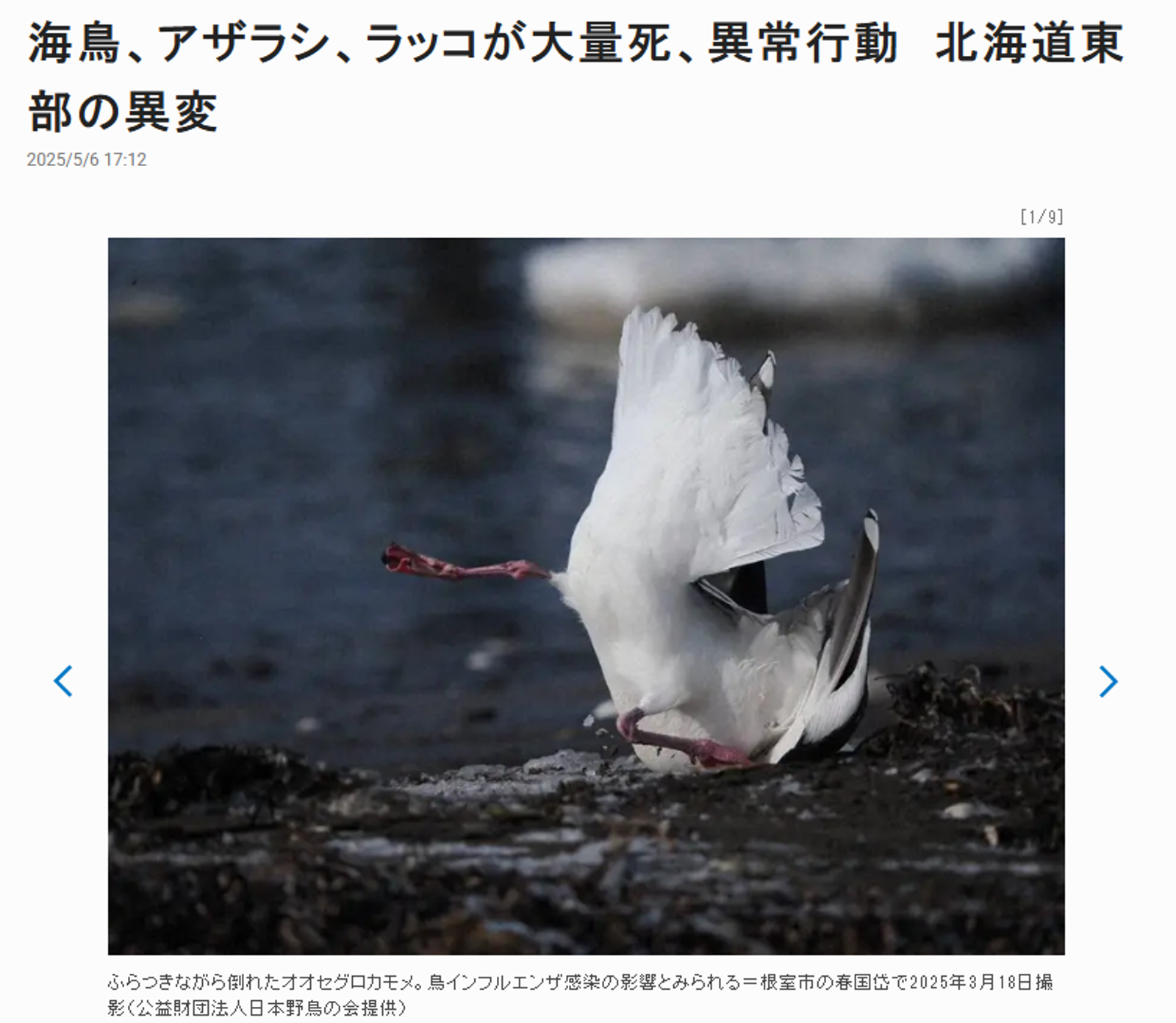 專家認為，這絕對是冰山一角的狀況，可能動物們的死亡數字還會更高。翻攝自日本《每日新聞》